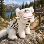 dog hats with ear holes
